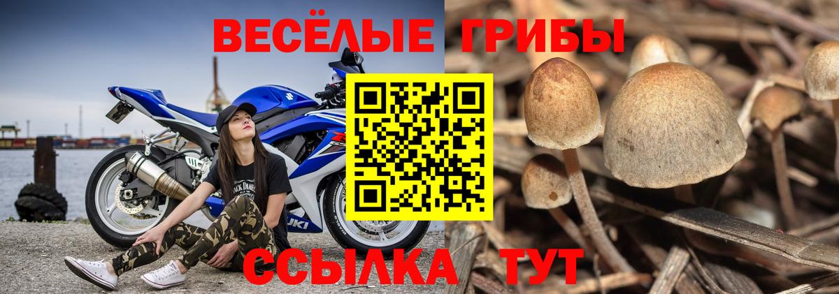 Псилоцибиновые грибы Psilocybine cubensis Чусовой